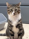 adoptable Cat in , VT named Eeyore
