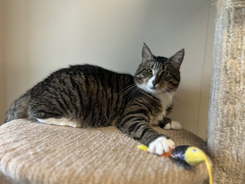 picture of the cat needing adoption