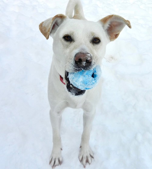 CHLOE - Labrador Retriever available for adoption