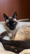adoptable Cat in , VT named Henry