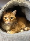adoptable Cat in , VT named Toodaloo