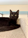 adoptable Cat in , VT named Mae
