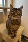 adoptable Cat in , VT named Delilah