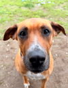 adoptable Dog in  named Daisy
