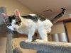 adoptable Cat in , VT named Kodi