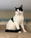 adoptable Cat in , VT named Jax