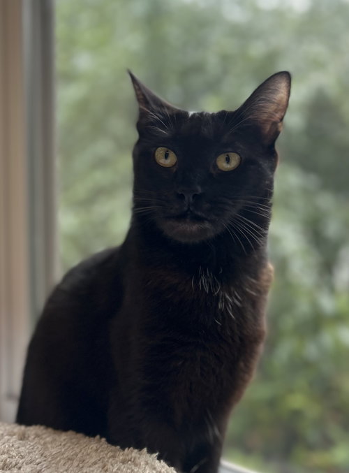 picture of the cat needing adoption