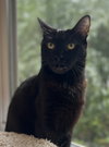 Priscilla - Photo 3