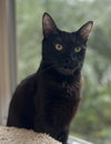 Priscilla - Photo 4