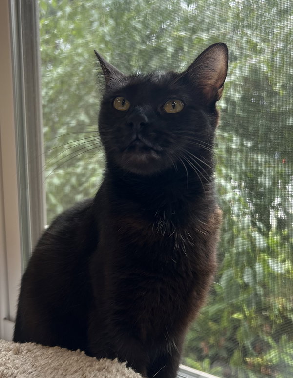 Priscilla