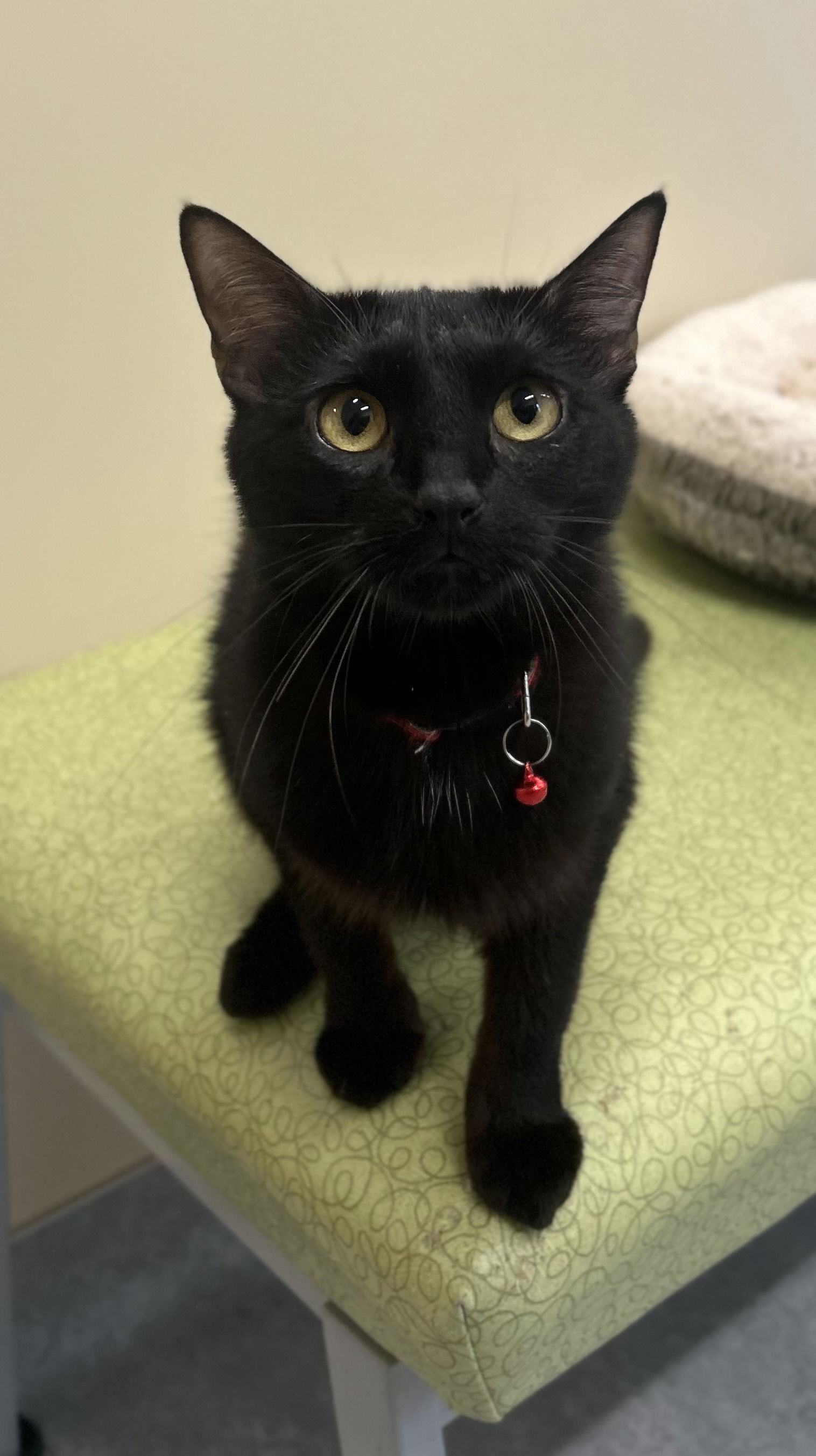 adoptable Cat in Arlington, VT named Stella