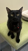 adoptable Cat in arlington, VT named Stella