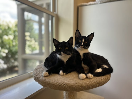 picture of the cat needing adoption