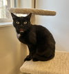 Pippy - Photo 1
