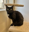 Pippy - Photo 2