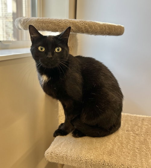 PIPPY - Domestic Short Hair available for adoption