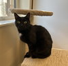 Pippy - Photo 4