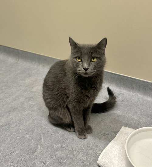 picture of the cat needing adoption
