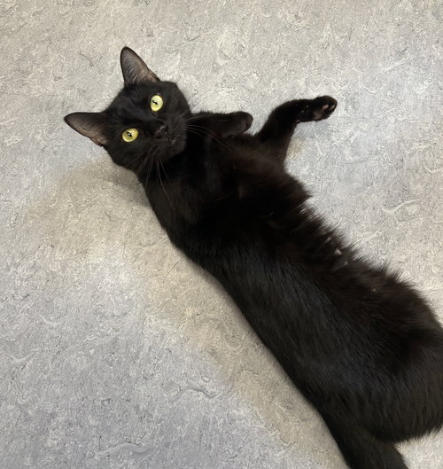 picture of the cat needing adoption