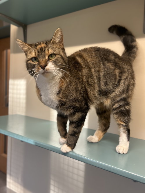 picture of the cat needing adoption