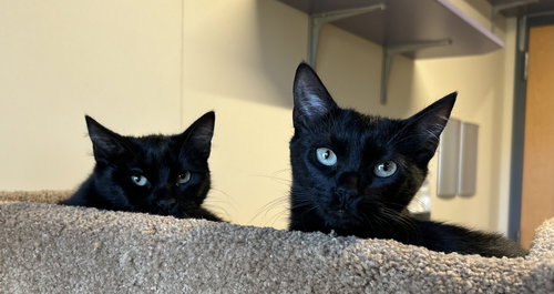 picture of the cat needing adoption