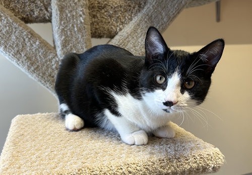 BINGO - Domestic Short Hair available for adoption