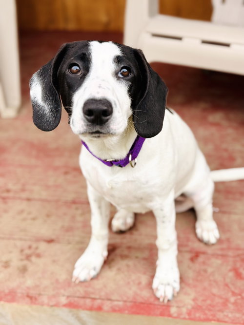 picture of the dog needing adoption