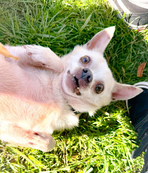 picture of the dog needing adoption