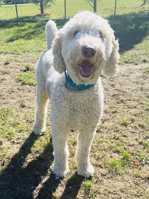 picture of the dog needing adoption