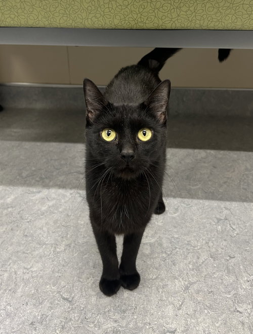 picture of the cat needing adoption