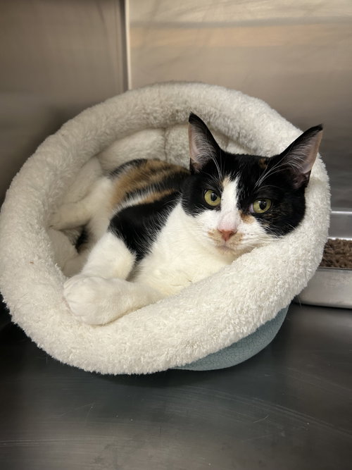 picture of the cat needing adoption