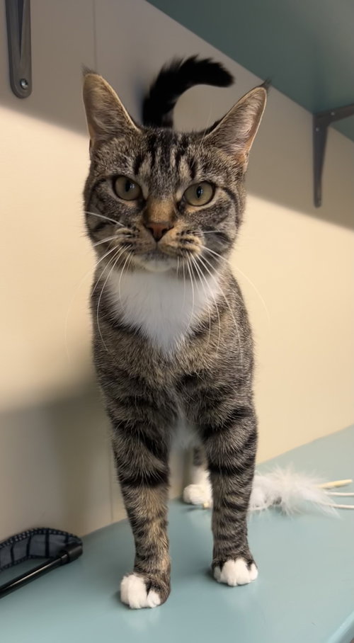 picture of the cat needing adoption