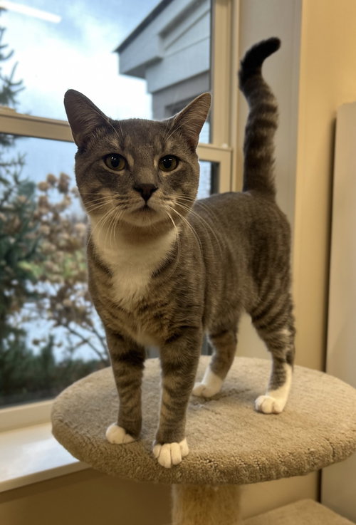 picture of the cat needing adoption