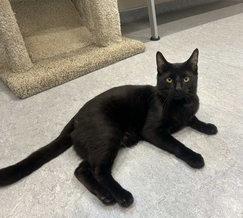 picture of the cat needing adoption