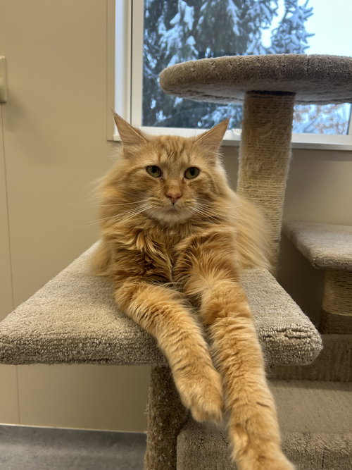 picture of the cat needing adoption