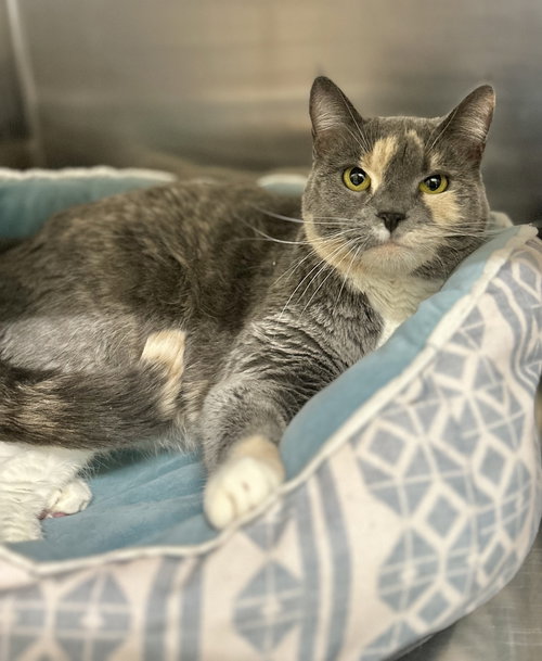 picture of the cat needing adoption