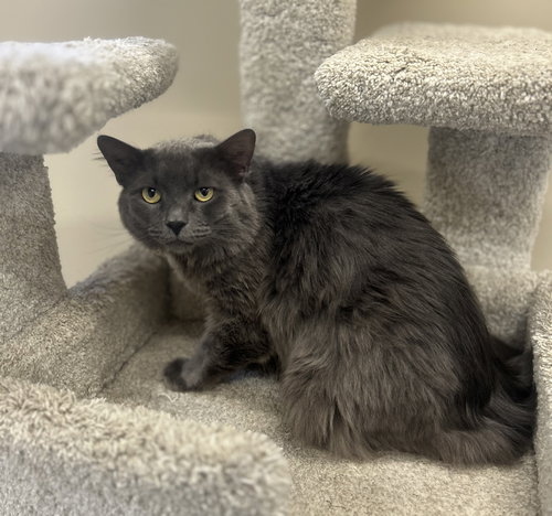 picture of the cat needing adoption