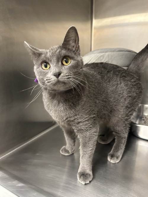 picture of the cat needing adoption