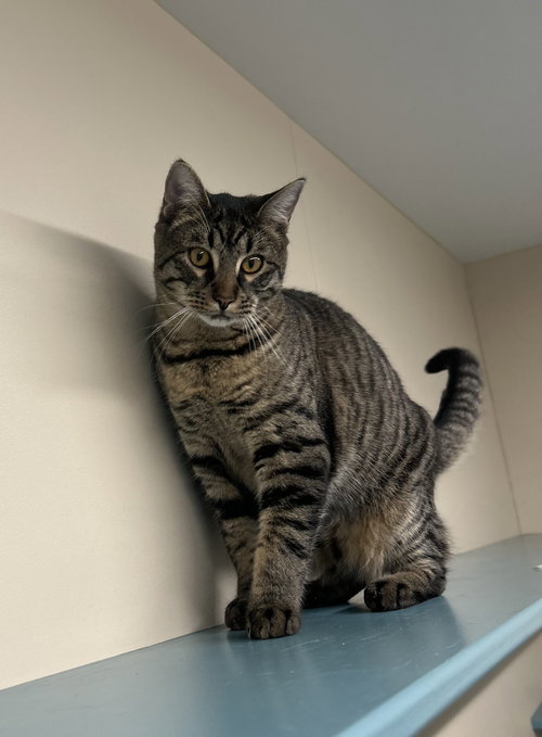 picture of the cat needing adoption