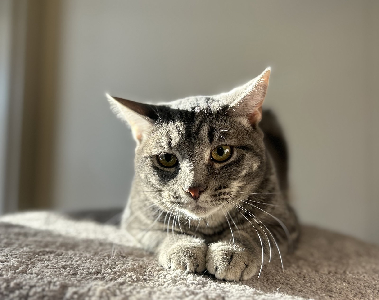 Alex Image