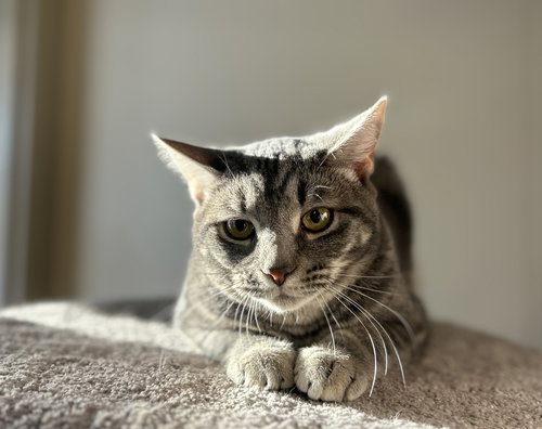 ALEX - Domestic Short Hair available for adoption