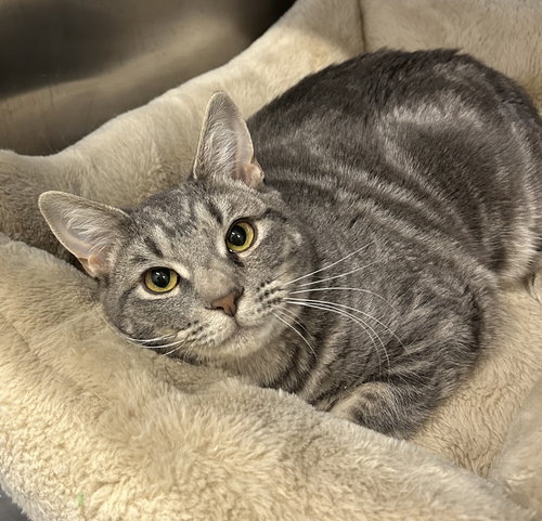ALEX - Domestic Short Hair available for adoption