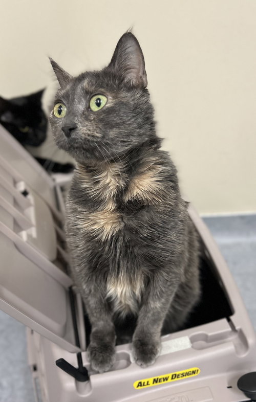LOLA - Domestic Short Hair available for adoption