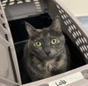 Lola - Photo 3