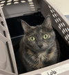 Lola - Photo 4