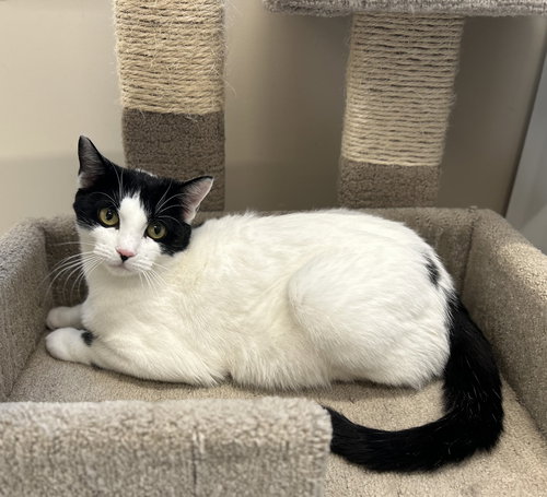 ROSIE - Domestic Short Hair available for adoption