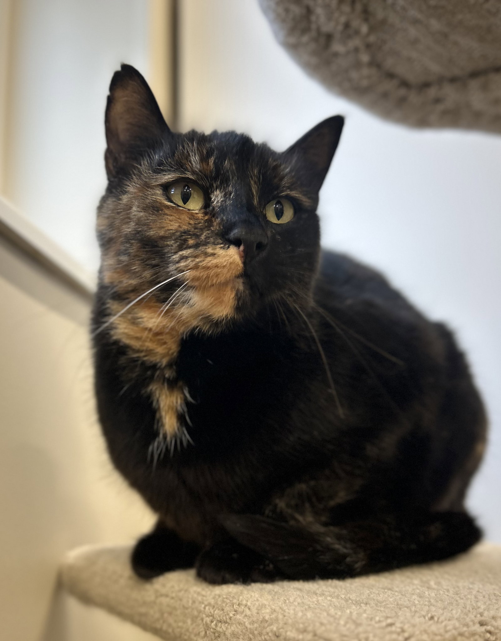 Stella Image