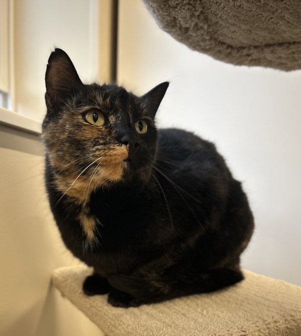 Stella
