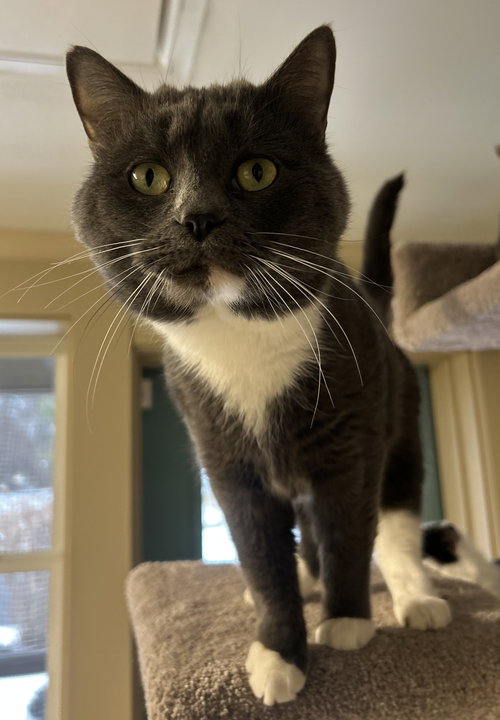picture of the cat needing adoption