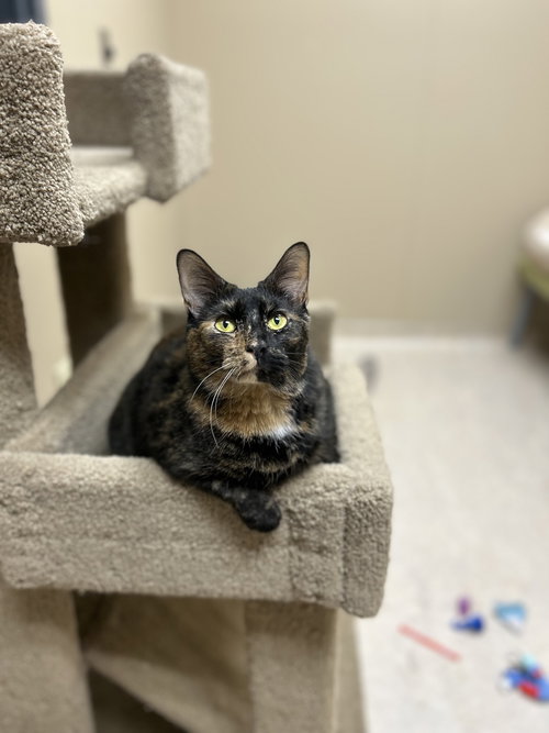 picture of the cat needing adoption